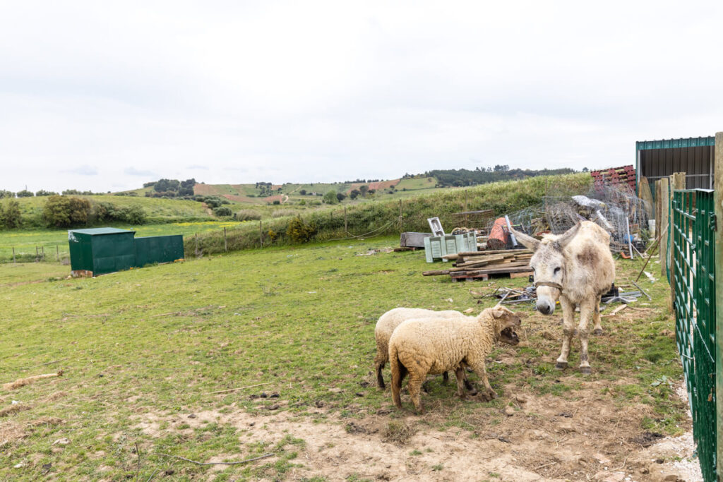 Animais da Quinta do Selão